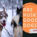 are husky good dogs