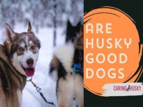 are husky good dogs