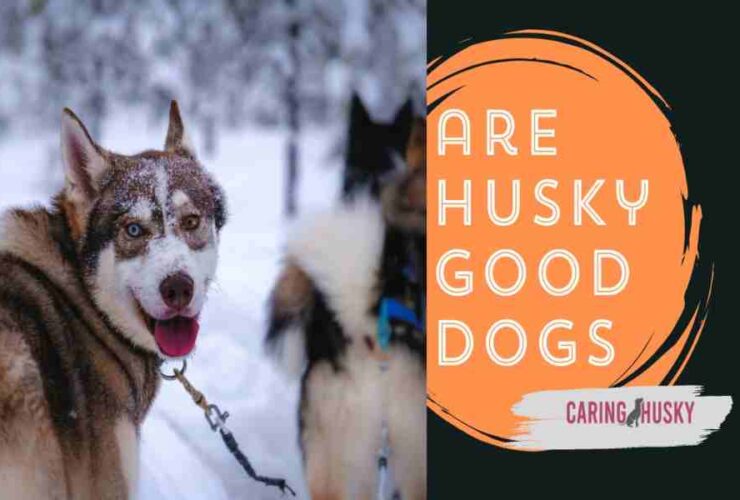 are husky good dogs