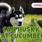 can husky eat cucumber