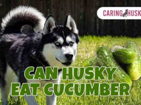 can husky eat cucumber