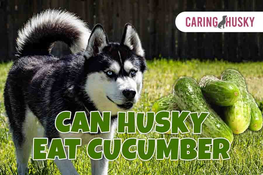 can husky eat cucumber