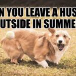 can you leave a husky outside in summer