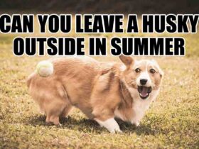 can you leave a husky outside in summer