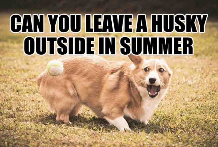 can you leave a husky outside in summer