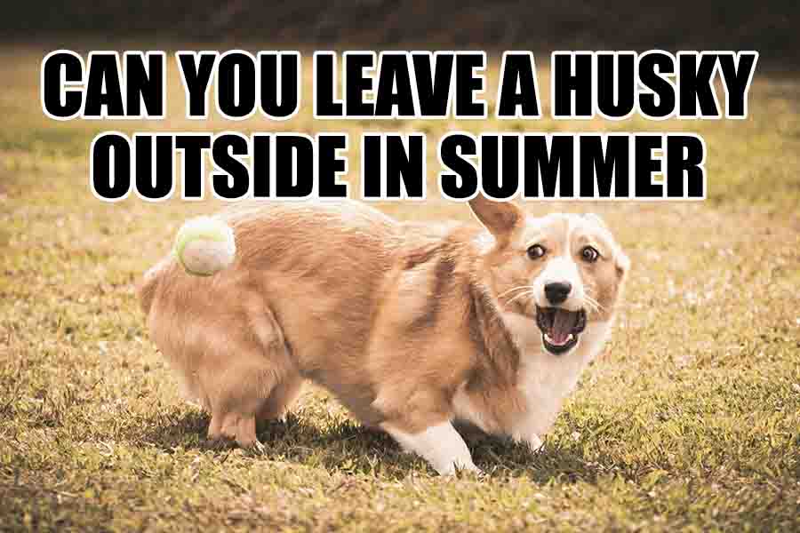 can you leave a husky outside in summer