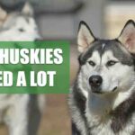 Do Huskies Shed A Lot