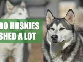 Do Huskies Shed A Lot