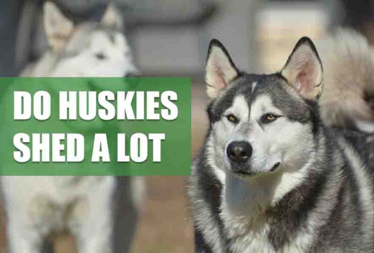 Do Huskies Shed A Lot