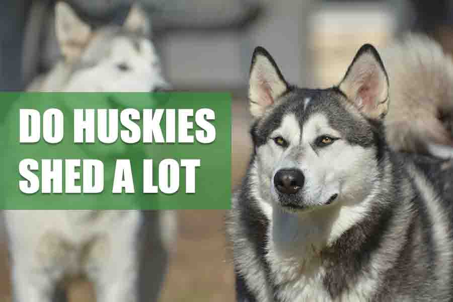 Do Huskies Shed A Lot