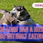 how long can a husky go without eating