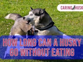 how long can a husky go without eating