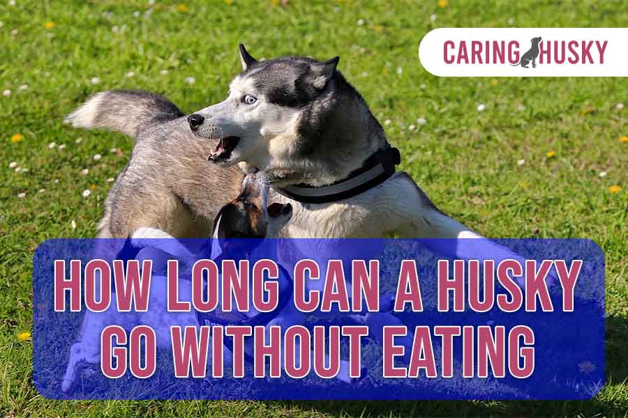 how long can a husky go without eating