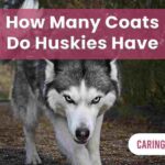 How Many Coats Do Huskies Have