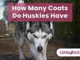 How Many Coats Do Huskies Have