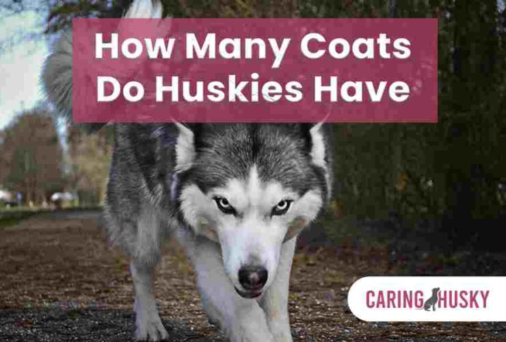 How Many Coats Do Huskies Have