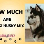 how much are corgi husky mix