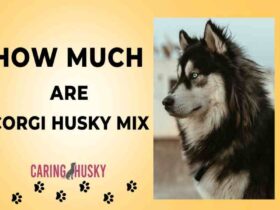 how much are corgi husky mix