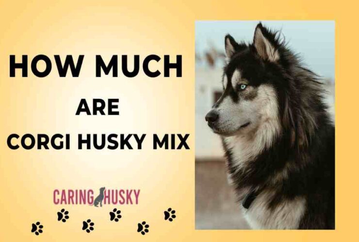 how much are corgi husky mix