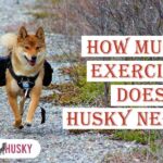 how much exercise does a husky need