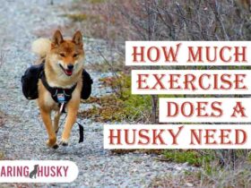 how much exercise does a husky need