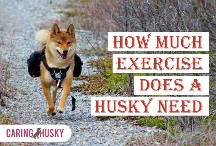 how much exercise does a husky need