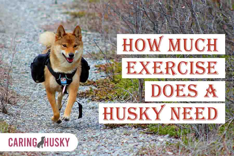 how much exercise does a husky need