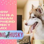 how much is a german shepherd husky mix