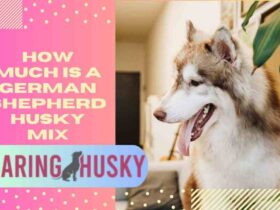 how much is a german shepherd husky mix