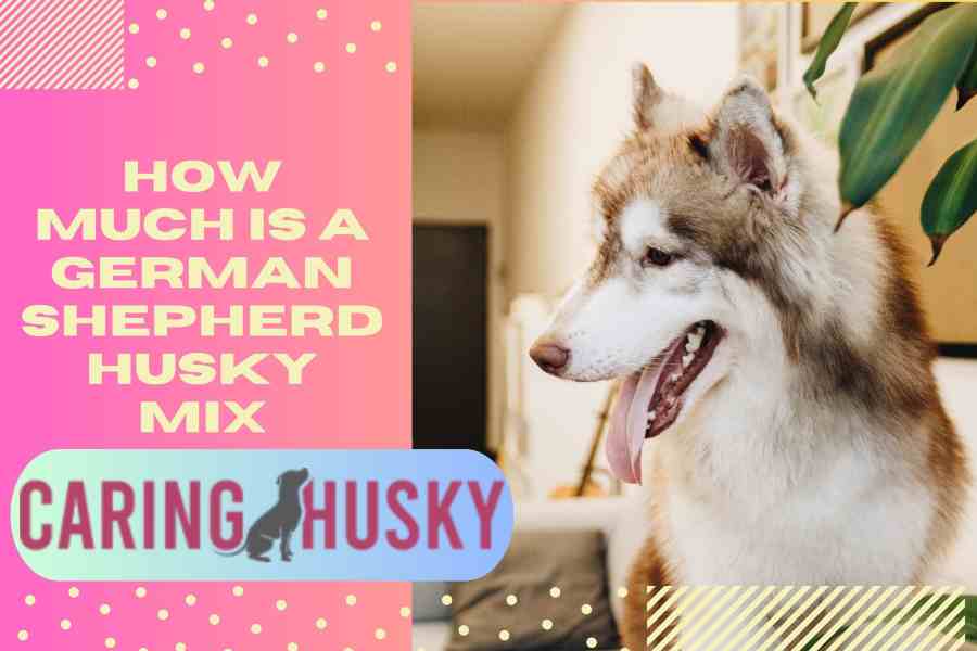 how much is a german shepherd husky mix