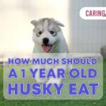 how much should a 1 year old husky eat