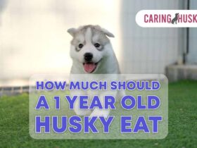 how much should a 1 year old husky eat