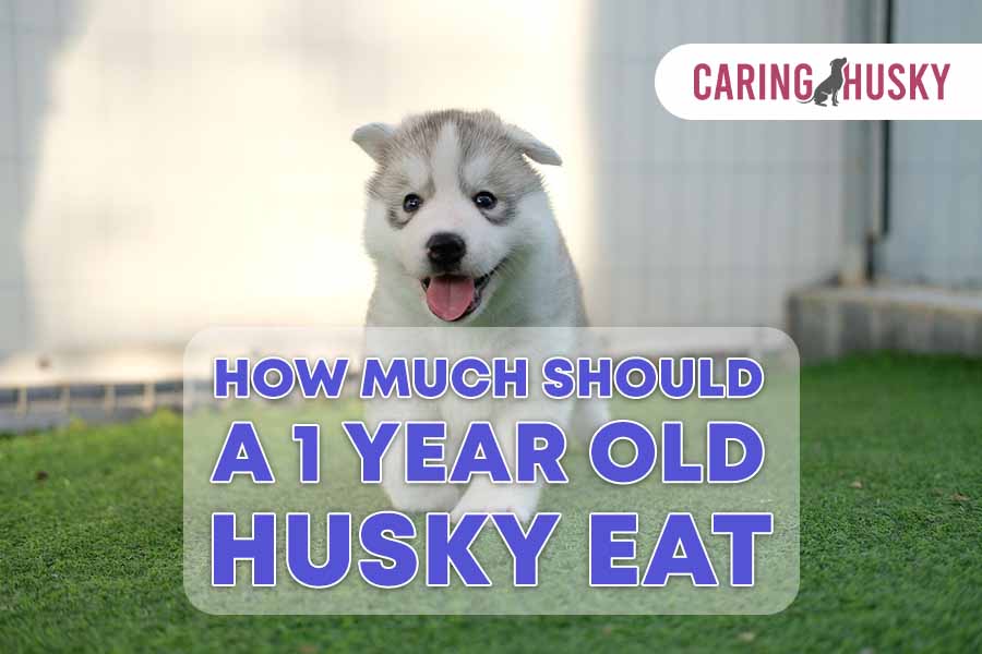 how much should a 1 year old husky eat