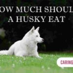 How Much Should A Husky Eat