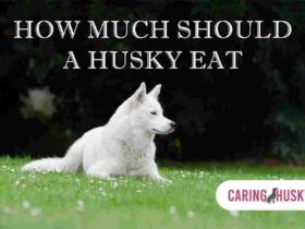 How Much Should A Husky Eat