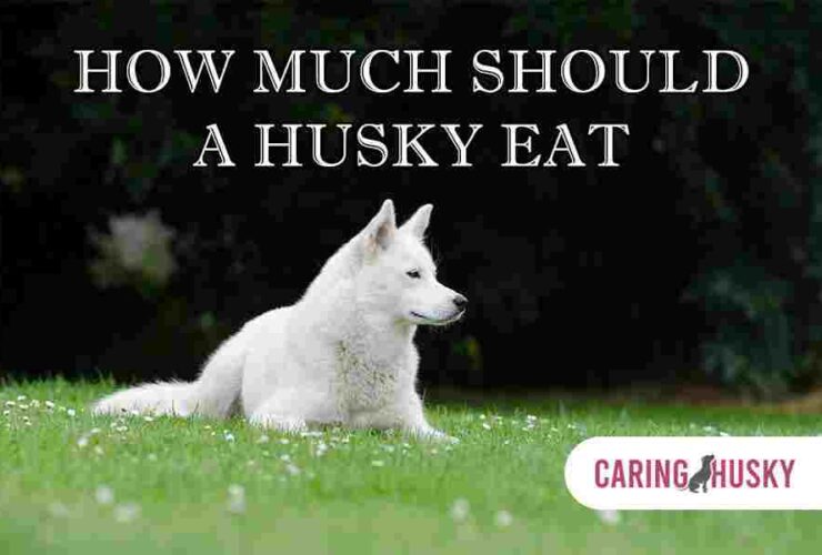 How Much Should A Husky Eat