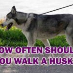 how often should you walk a husky