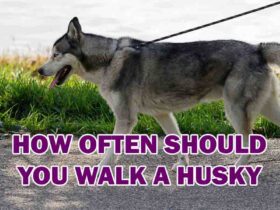 how often should you walk a husky