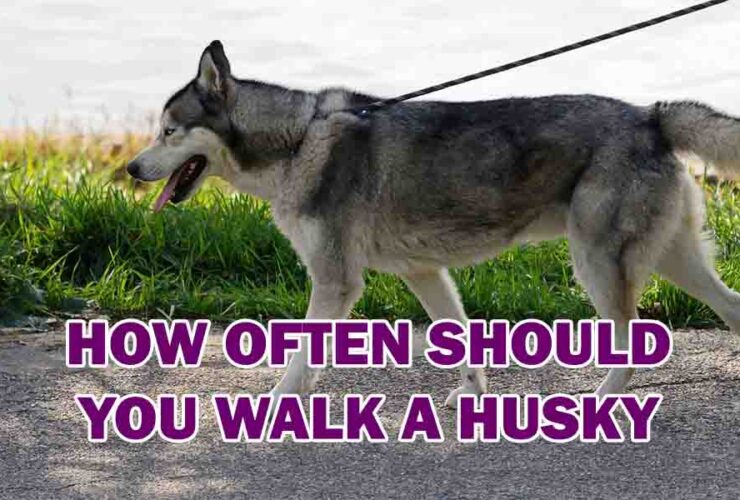 how often should you walk a husky