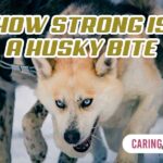 how strong is a husky bite