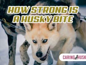 how strong is a husky bite