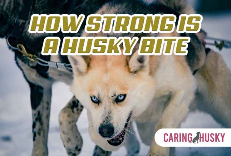 how strong is a husky bite