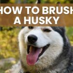 how to brush a husky