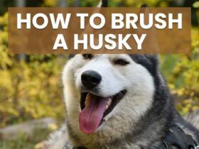 how to brush a husky