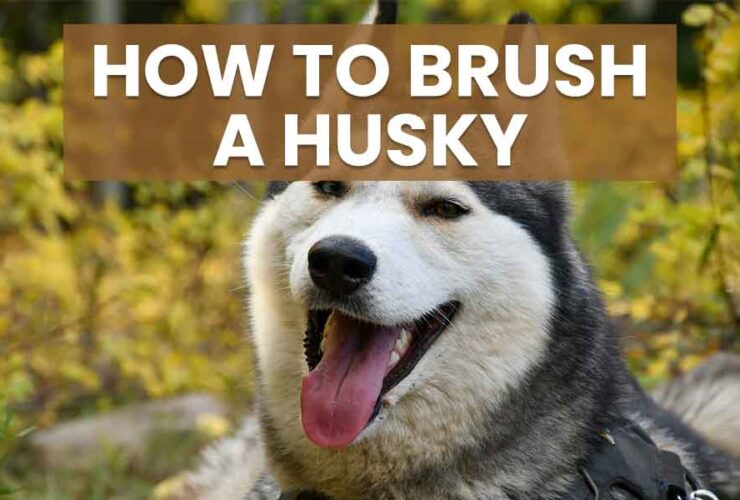 how to brush a husky