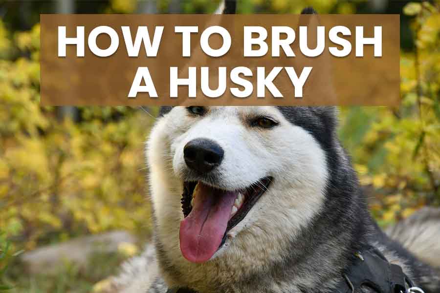 how to brush a husky