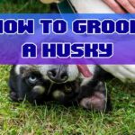 how to groom a husky