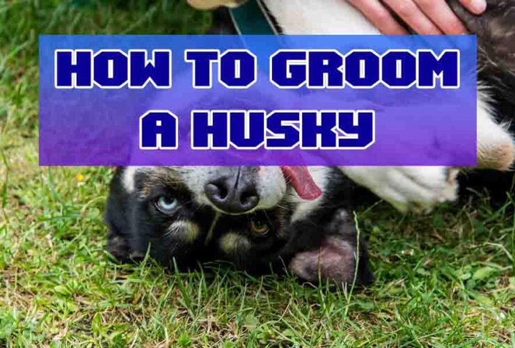 how to groom a husky