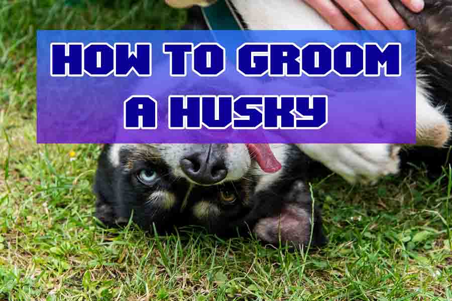 how to groom a husky