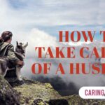 how to take care of a husky